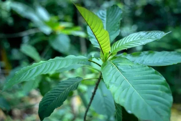 Follow Kratom News
