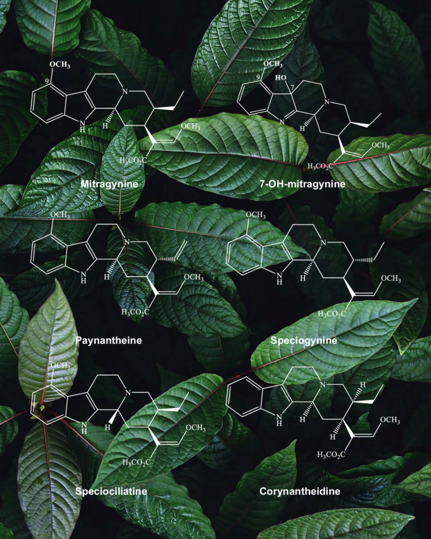 The Science of Kratom
